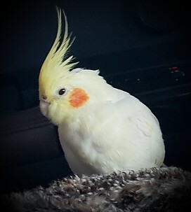 My Angel that passed in January